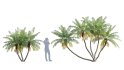 Collection 10 – Palm garden - Thumbnail 14
