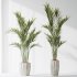 AV Indoor Plants Set 361 Zamiifolia and Areca Palm and Bird Of Paradise and Briful Pachira - Thumbnail 1