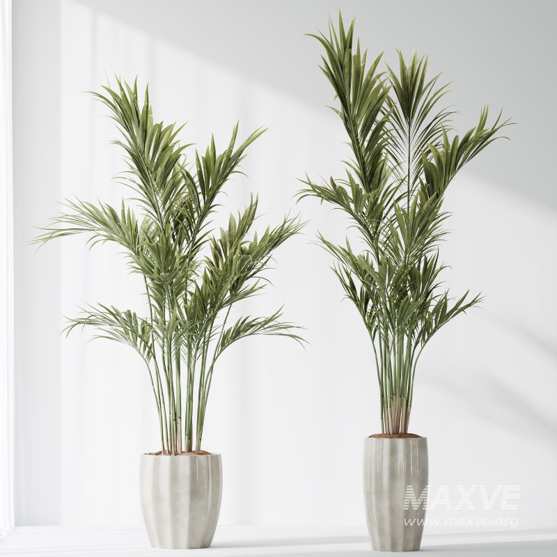 AV Indoor Plants Set 361 Zamiifolia and Areca Palm and Bird Of Paradise and Briful Pachira - Image 1