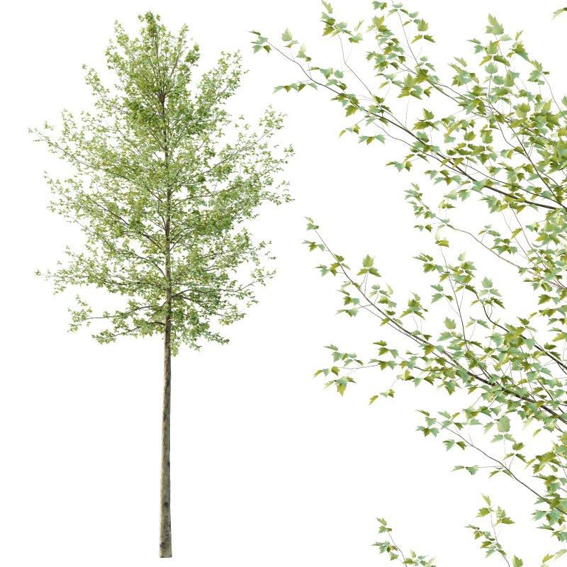 Sycamore Platanus Tree 06 - Image 2