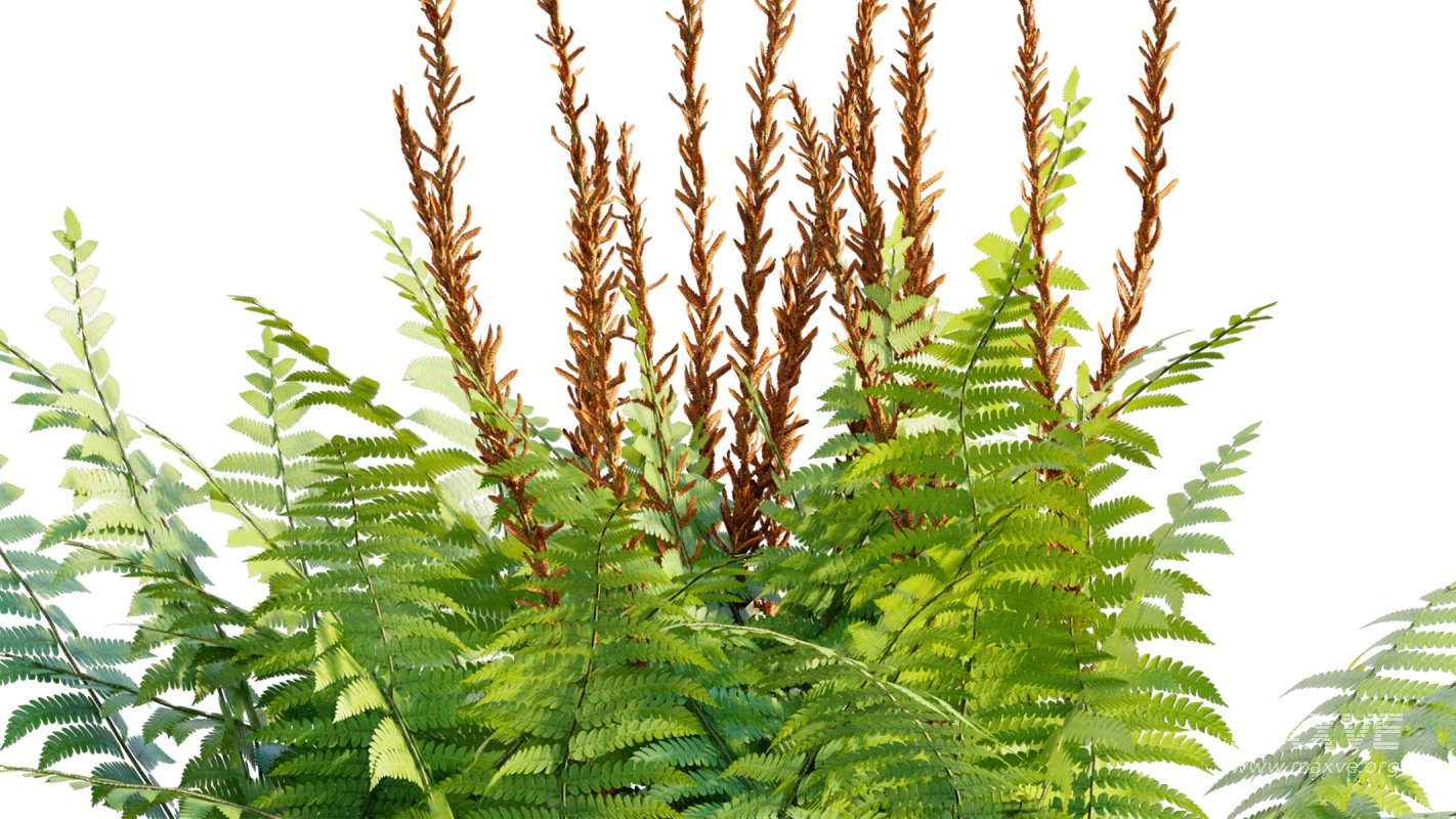 Collection 09 – Fern Garden - Image 33