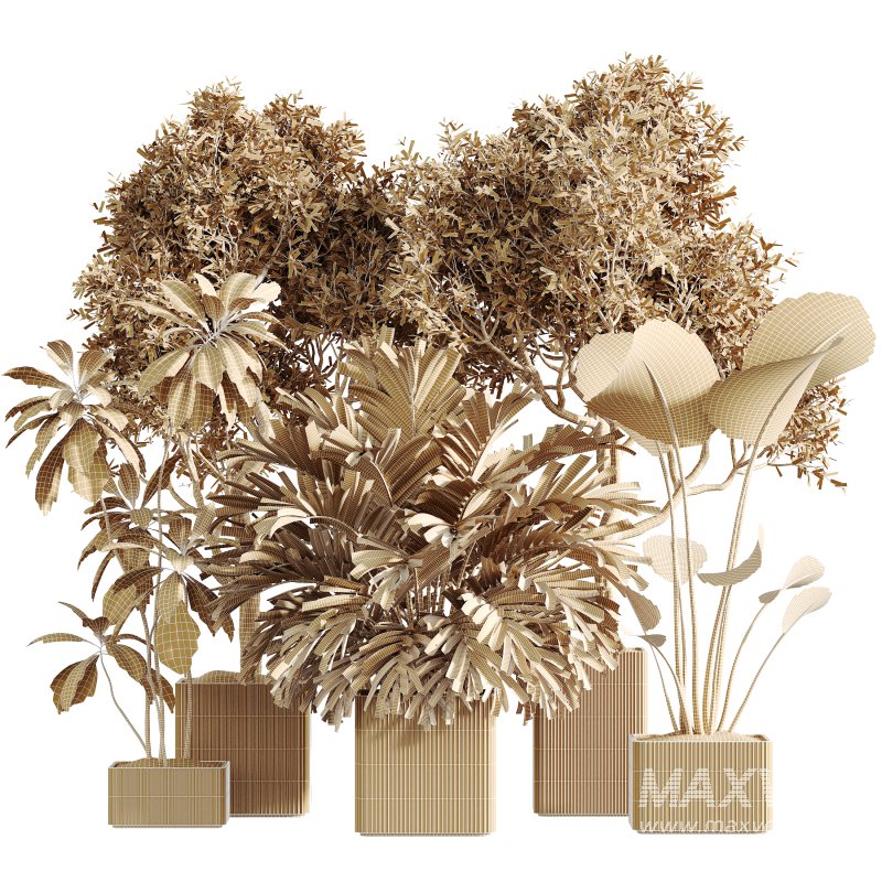 AV Indoor Plants Set 310 Olive and Banana Nicolai and Palm Kentia and Ficus Fig - Image 5