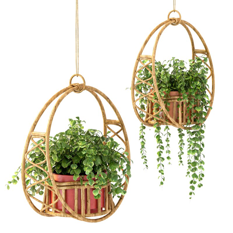 Boho Hanging Plants 05 - Image 10