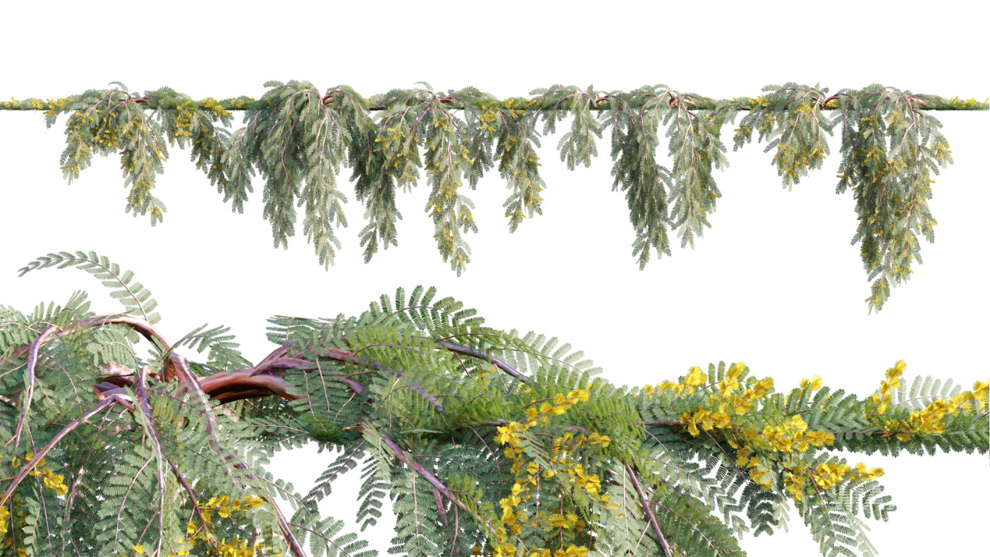 Collection 11 – Ground cover – Vines and Creepers - Image 5