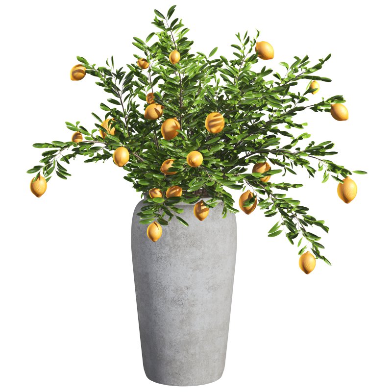 Indoor Bonsai Lemon Tree in Pot - Image 2