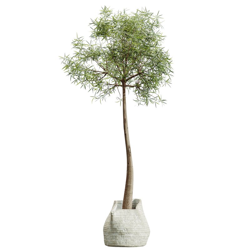 AV Indoor Plants Set 320 Banana Strelitzia Nicolai and Ficus Dracaena Marginata - Image 3