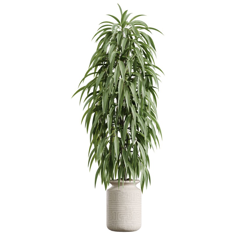 AV Indoor Plants Set 351 Dypsis Palm and Ficus Binnendijki and Ficus Cyathistipula and Elegant Monstera - Image 8