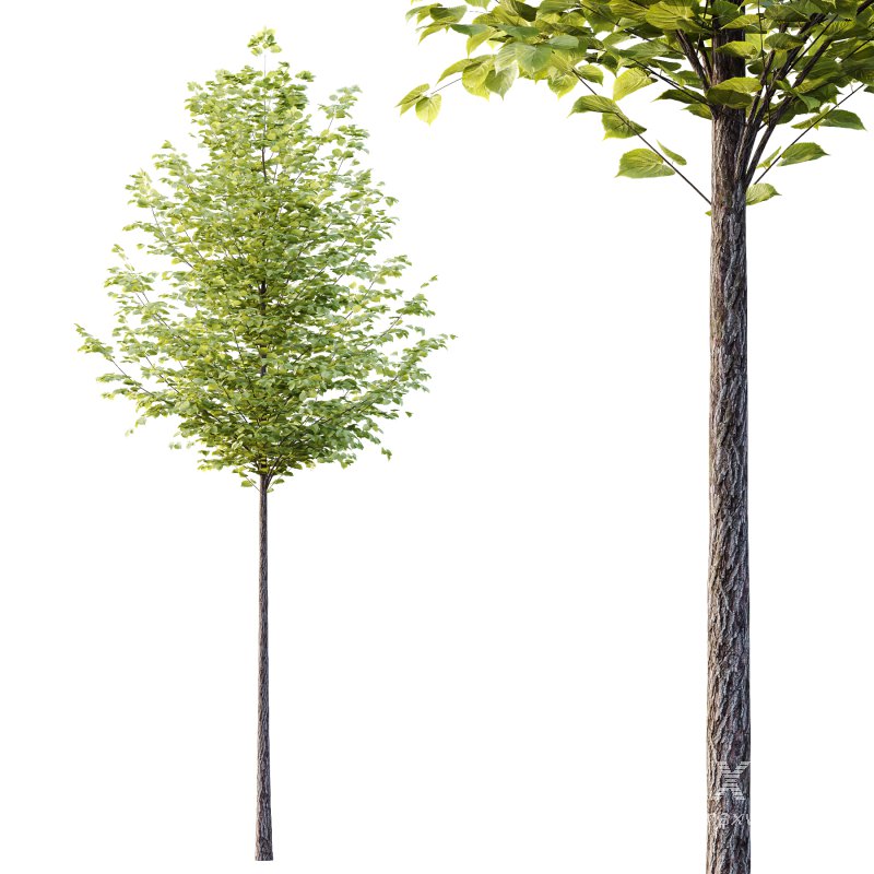 Tilia platyphyllos Tree 16 - Image 3