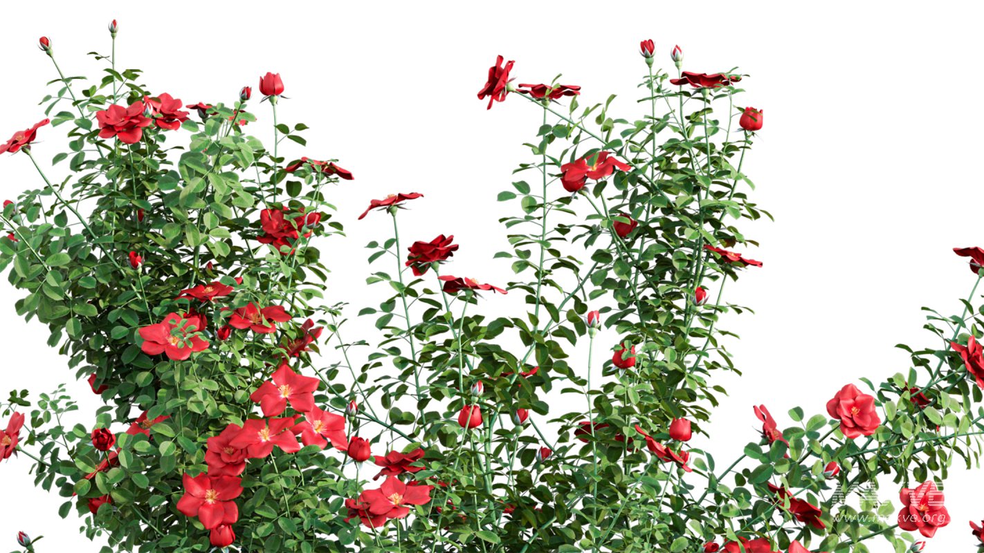 Collection 08 – Rose Garden - Image 4