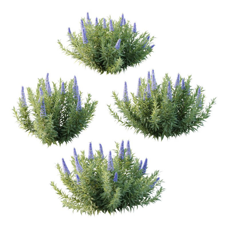 Echium candicans Pride of Madeira Bush 03 - Image 1