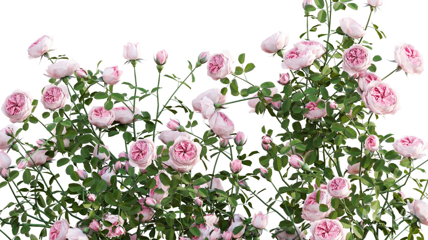 Collection 08 – Rose Garden - Image 28