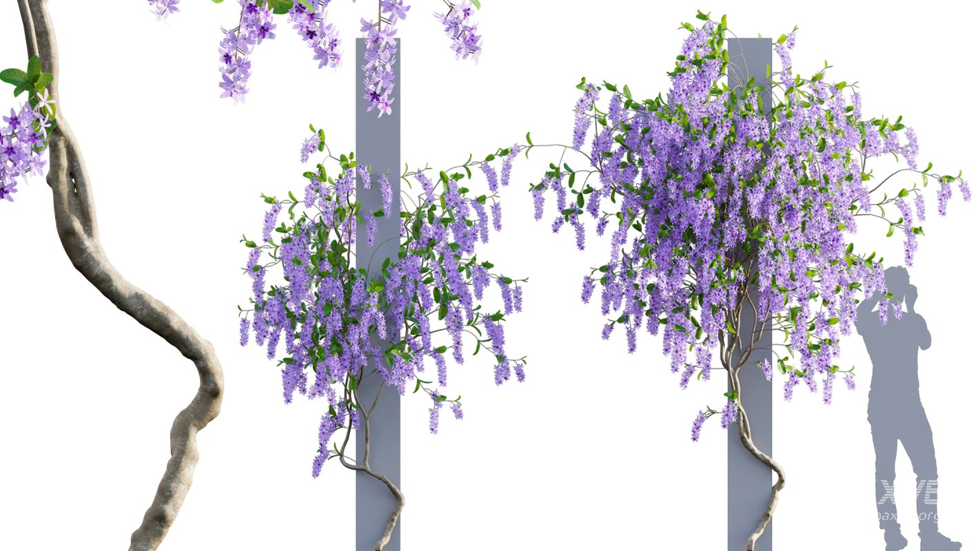 Collection 07 – Central America Garden - Image 29