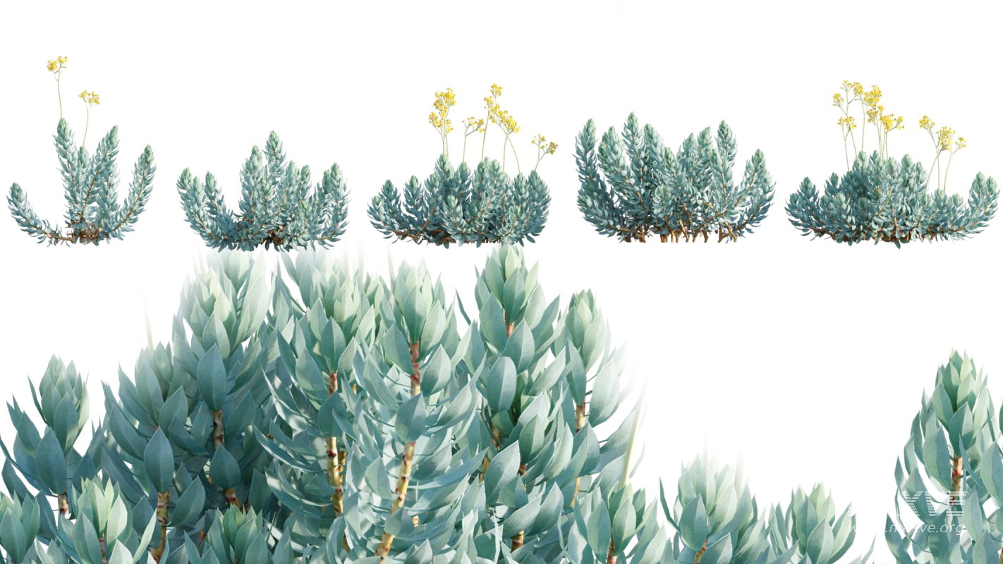 Collection 11 – Ground cover – Vines and Creepers - Image 38