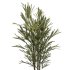AV Indoor Plants Set 348 Olive Tree and Rhapis Excelsa Lady Palm and Warneckii Lemon - Thumbnail 5
