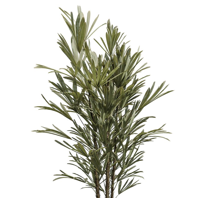 AV Indoor Plants Set 348 Olive Tree and Rhapis Excelsa Lady Palm and Warneckii Lemon - Image 5