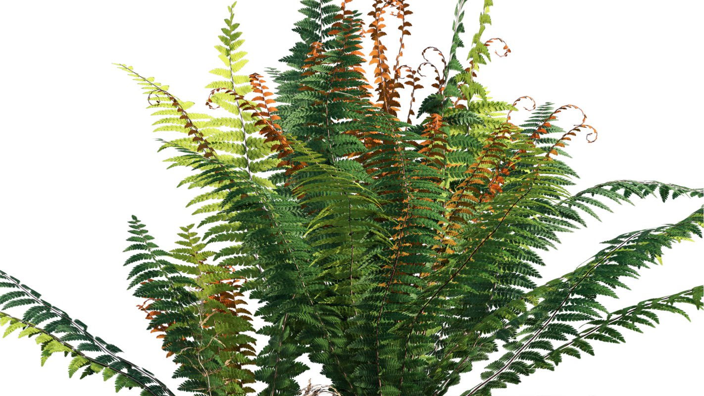 Collection 09 – Fern Garden - Image 41