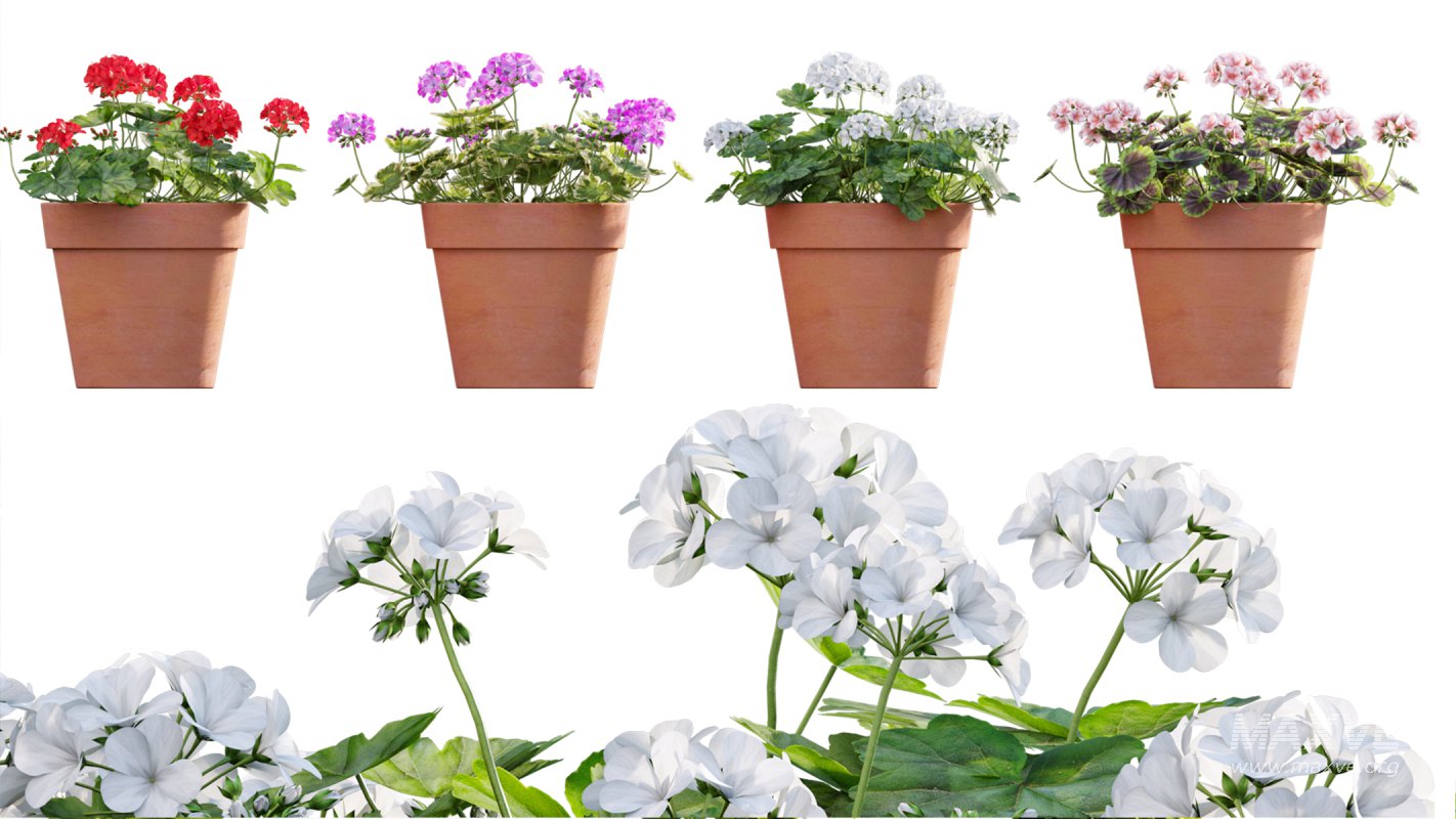 Collection 07 – Central America Garden - Image 12