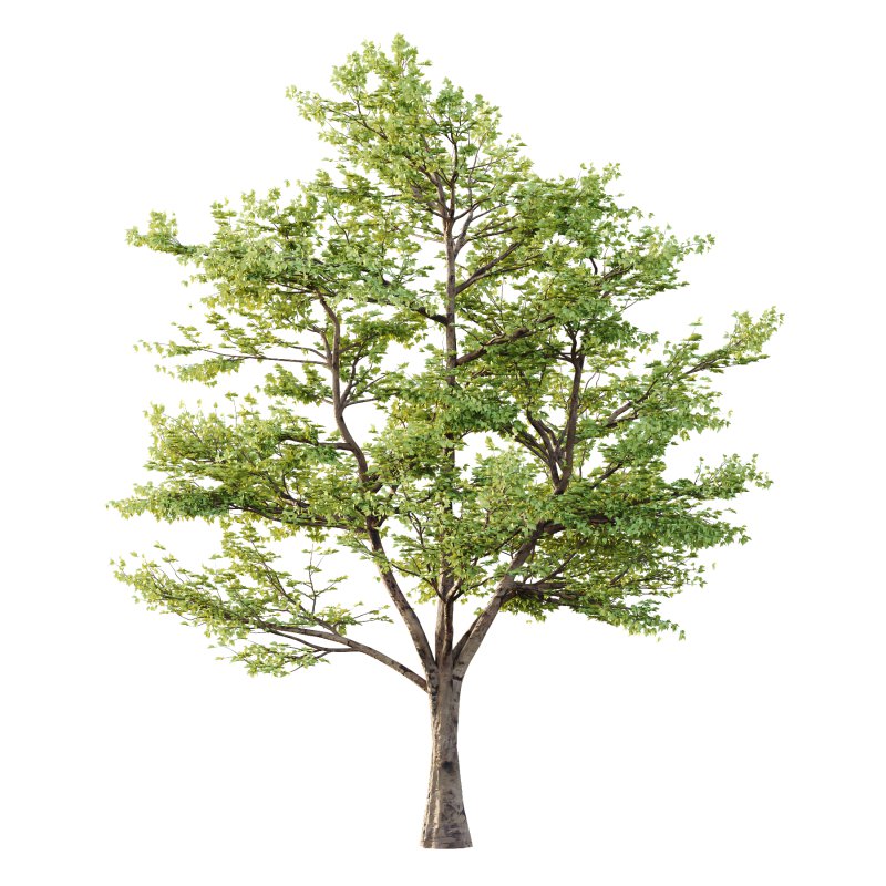 Sycamore Platanus Tree 01 - Image 3