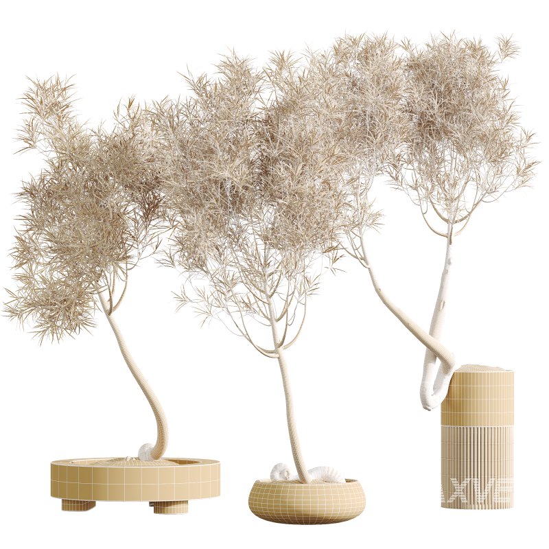 AV Indoor Plants Set 319 Japandi Decorative Minimalism Ficus Dracaena Marginata - Image 10