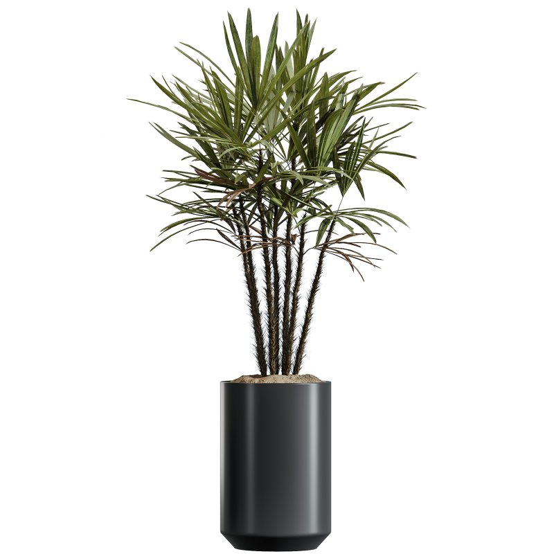 AV Indoor Plants Set 337 Dracaena Lemon and chefflera Umbrella and Rhapis Excelsa Palm - Image 1