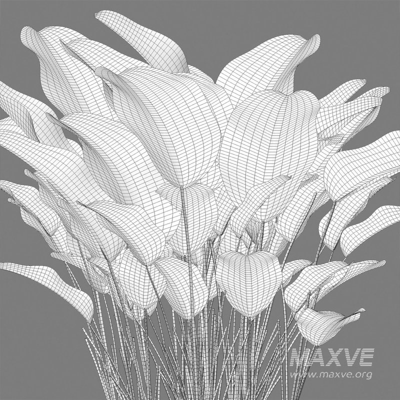 Calathea lutea – Cigar calathea - Image 4