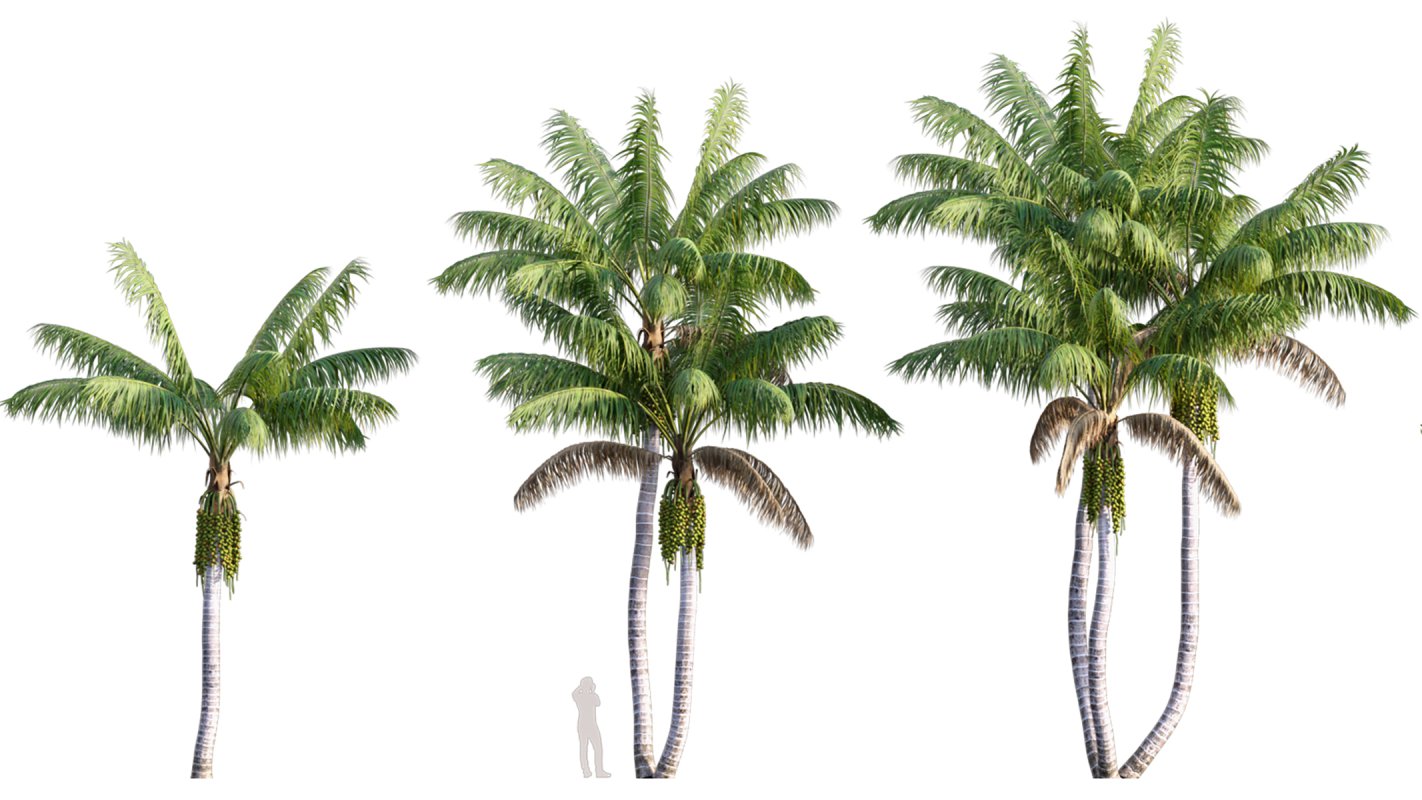 Collection 10 – Palm garden - Image 20