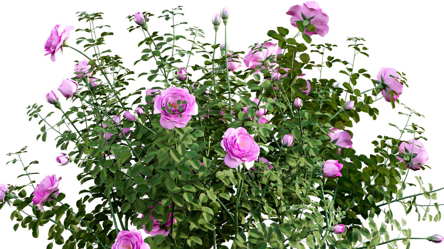 Collection 08 – Rose Garden - Image 38