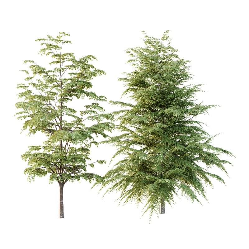 Different Trees 47 - Image 4