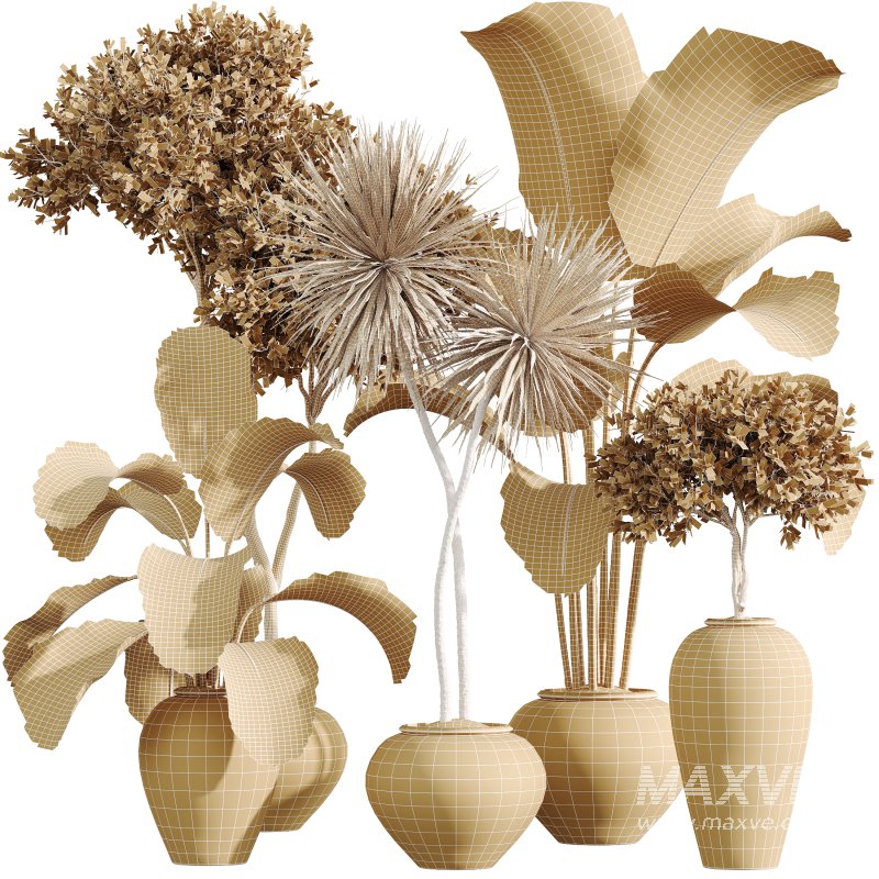 AV Indoor Plants Set 368 Olive Tree and Yucca Aloifolia Rostrata Palm and Calathea Lutea - Image 7