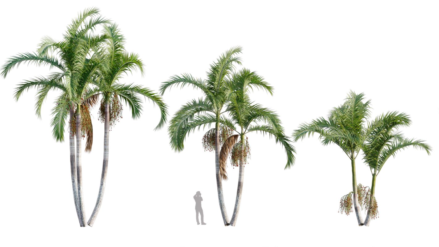 Collection 10 – Palm garden - Image 6