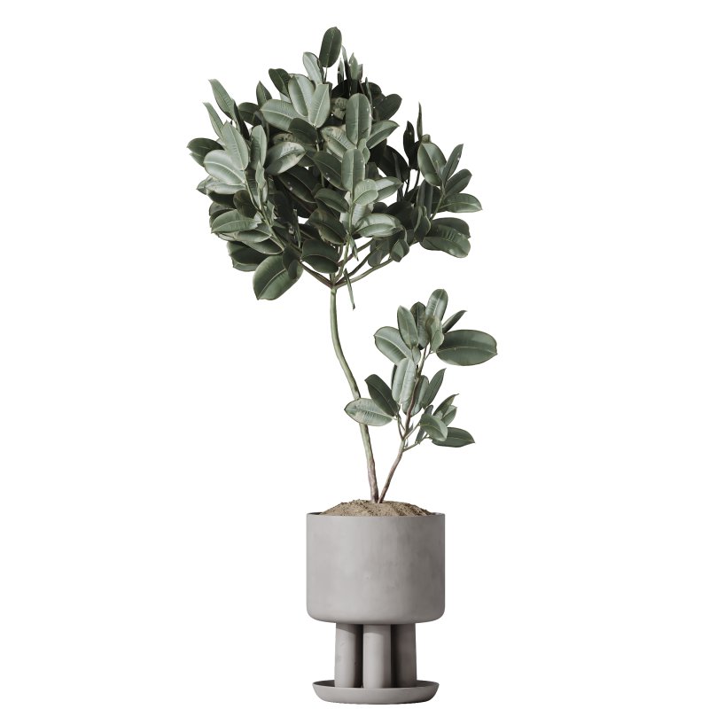 AV Indoor Plants Set 334 Aspidistra Elatior and Rubber Ficus Elastica and Ficus microcarpa Moclame - Image 1