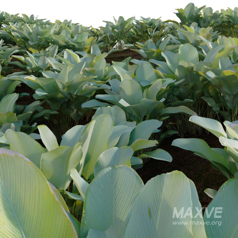 Calathea lutea – Cigar calathea - Image 3
