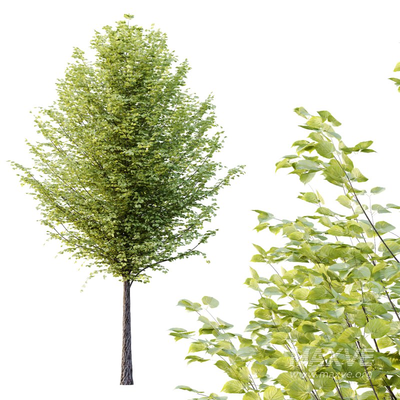 Tilia platyphyllos Tree 15 - Image 5