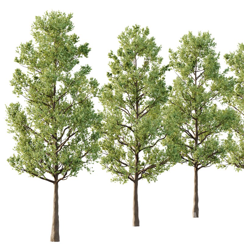 Tilia platyphyllos Tree 02 - Image 3