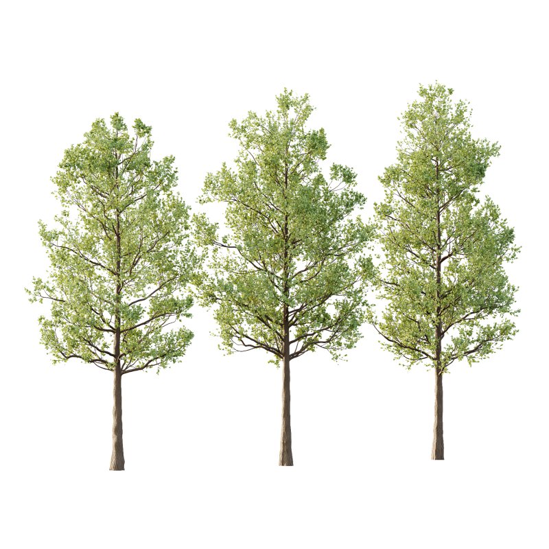 Tilia platyphyllos Tree 03 - Image 1