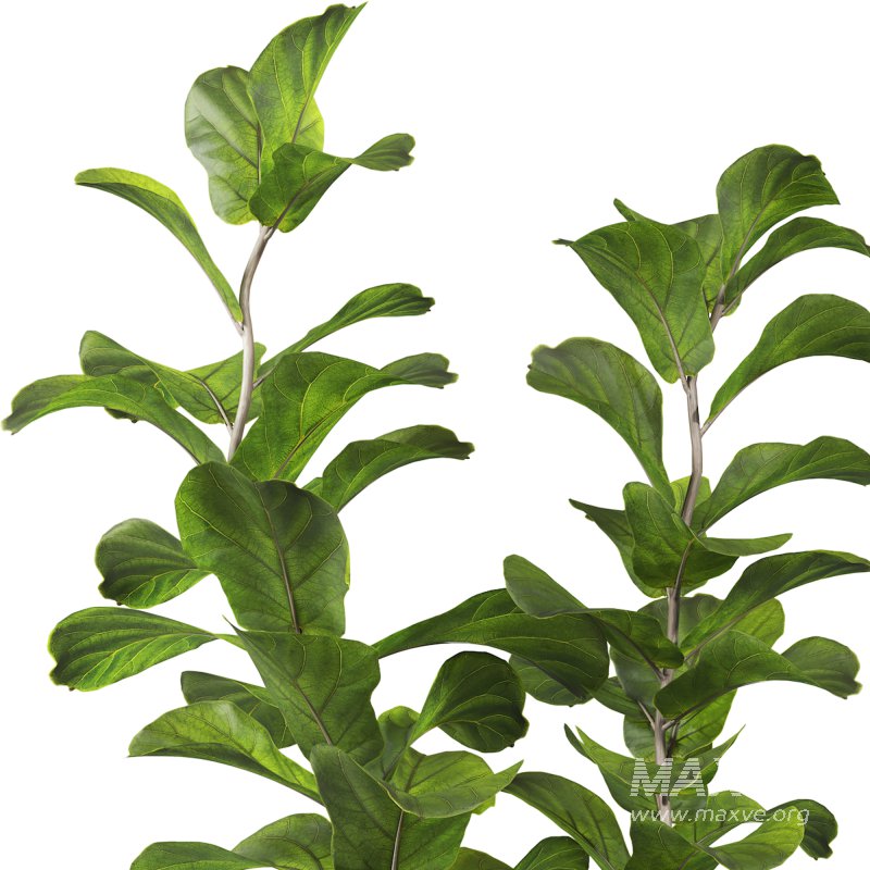 Bonsai Jungle Ficus Fiddle Leaf Fig 444 - Image 2