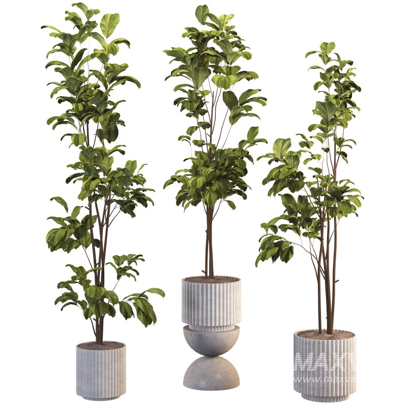 Bonsai Jungle Fiddle Ficus Tree Set - Image 1