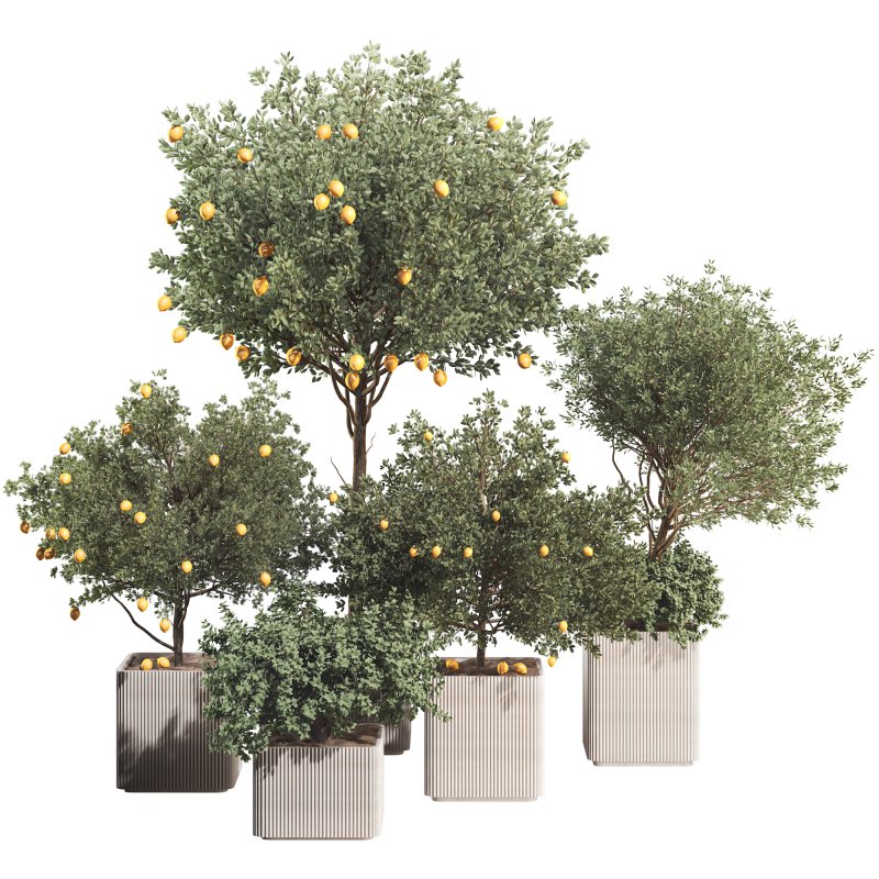 Lemon Tree in Pot Collection - Image 1