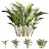Calathea lutea – Cigar calathea - Thumbnail 1