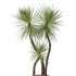 AV Indoor Plants Set 328 Olive and Yucca Rostrata Palm and Dracaena Lemon - Thumbnail 2