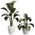 AV Indoor Plants Set 327 Mission Olive and Yucca Aloifolia Rostrata Palm and Lutea Cuban Cigar - Thumbnail 4