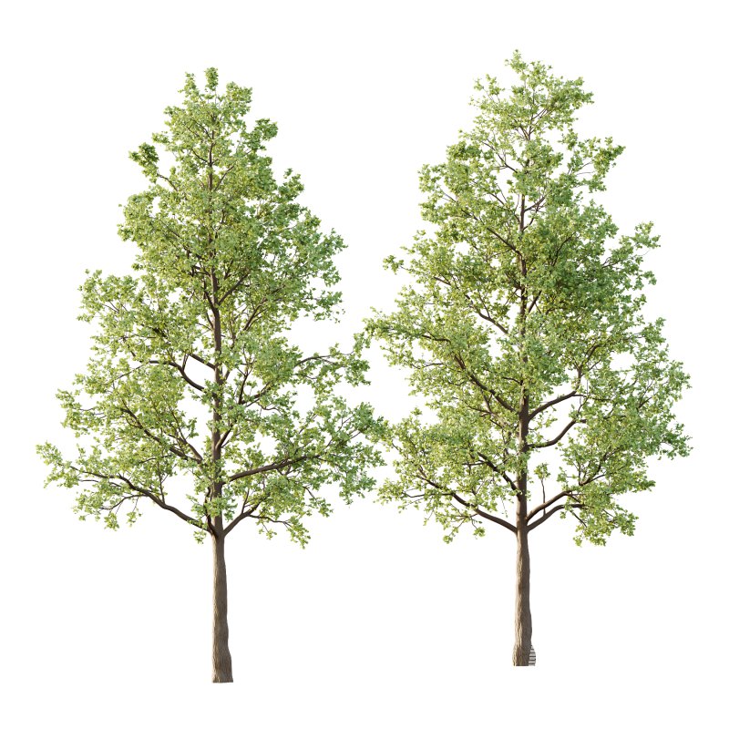 Tilia platyphyllos Tree 01 - Image 3