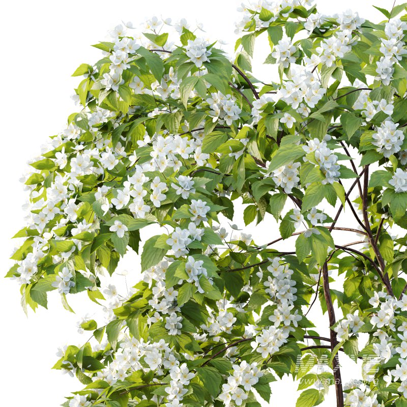 Philadelphia Bush 01 - Image 5