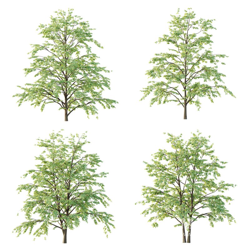 Celtis australis Tree 06 - Image 1