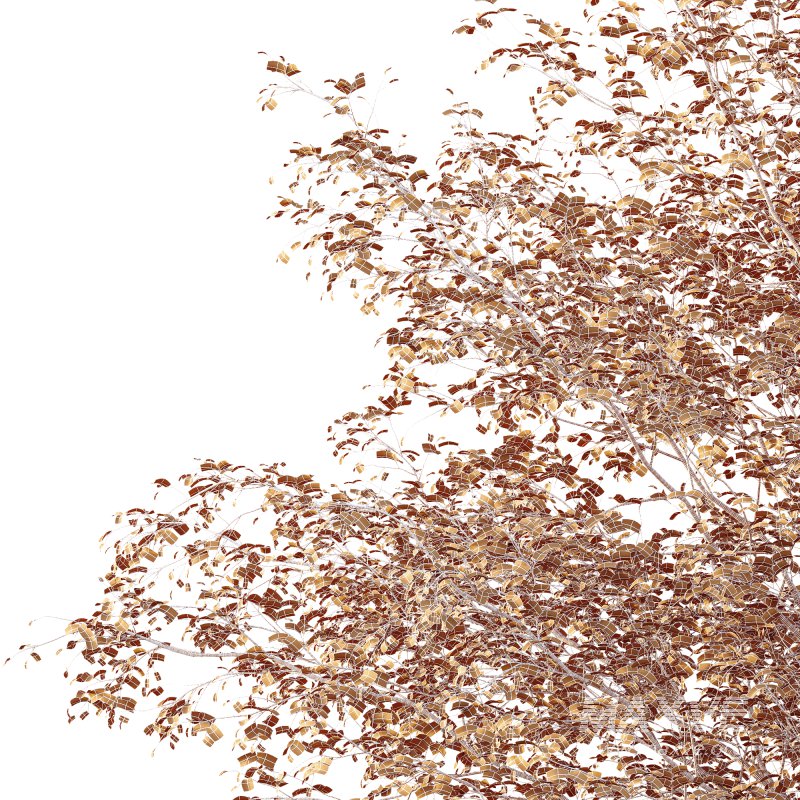 AV Plants Alnus Glutinosa Tree09 - Image 4