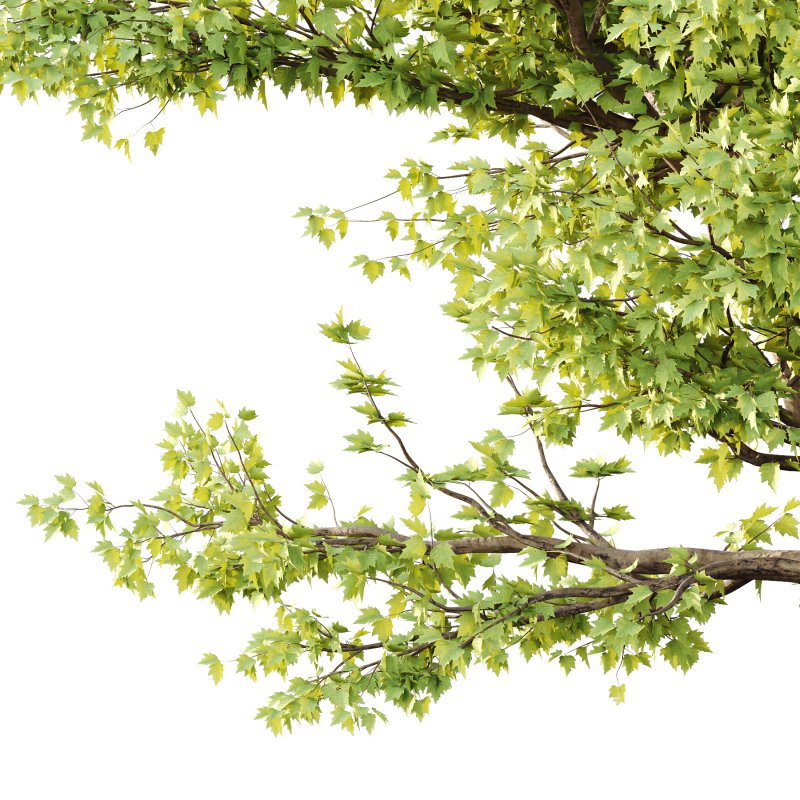 Sycamore Platanus Tree 02 - Image 3