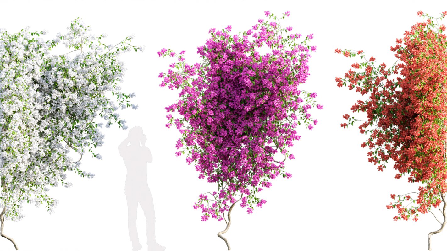 Collection 07 – Central America Garden - Image 41