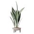 AV Indoor Plants Set 334 Aspidistra Elatior and Rubber Ficus Elastica and Ficus microcarpa Moclame - Thumbnail 2