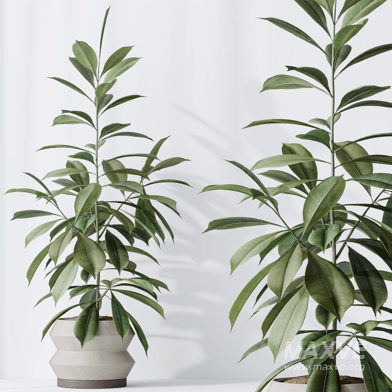 AV Indoor Plants Set 339 Ficus microcarpa and Ficus Cyathistipula and Zamiifolia - Image 10