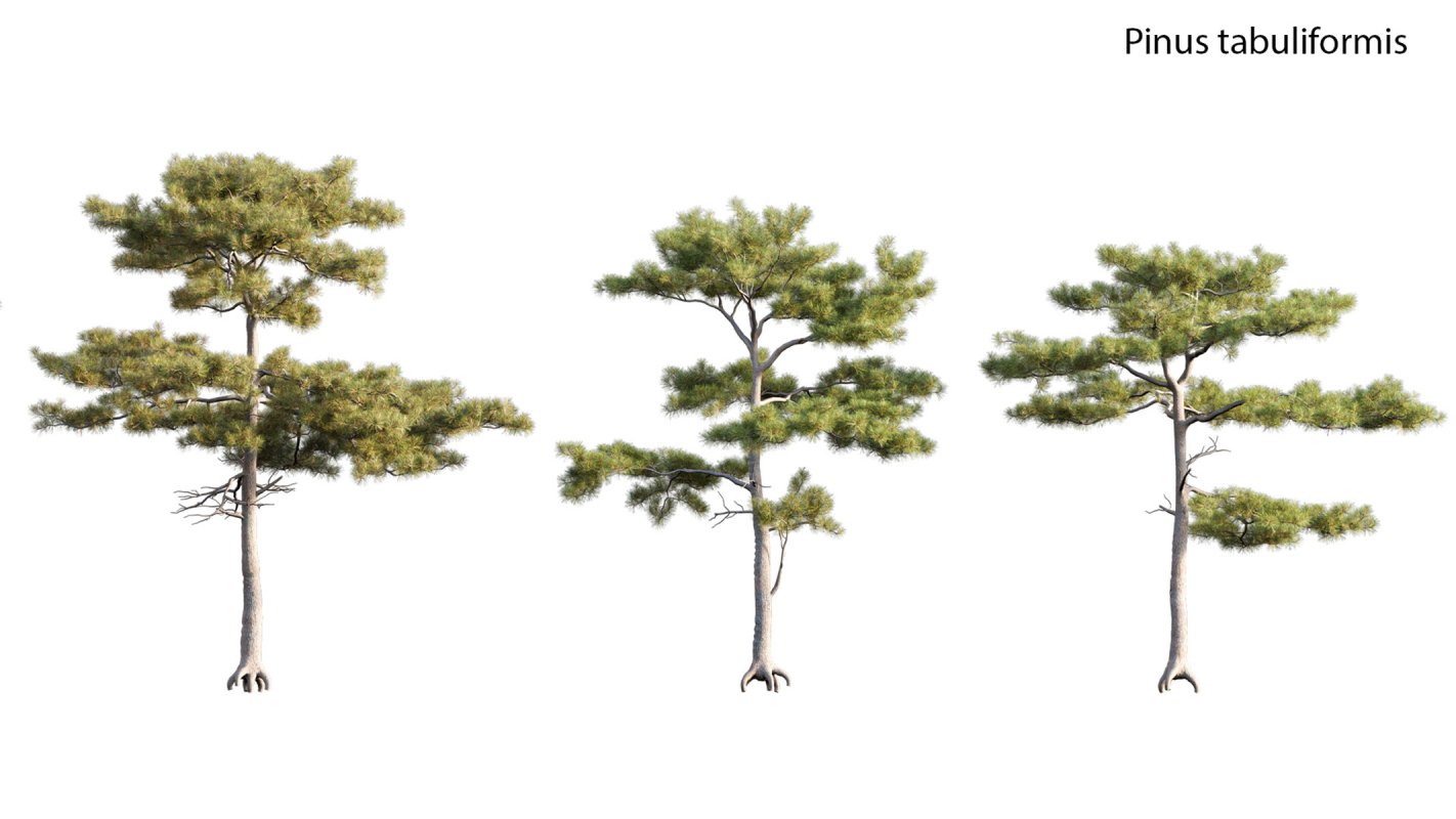 Collection 17 – Chinese garden - Image 27